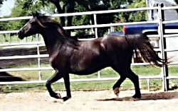 Bristol Esprit trotting in her paddock, showing her stuff!